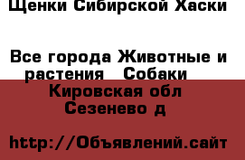 Щенки Сибирской Хаски - Все города Животные и растения » Собаки   . Кировская обл.,Сезенево д.